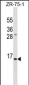 INS Antibody